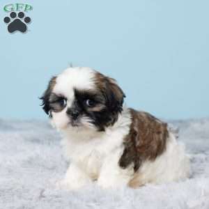 Mason, Shih Tzu Puppy